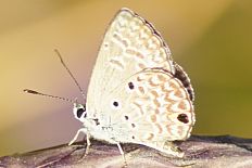 Percnia belluaria - Hanno Bläuling (Hanno Blau)